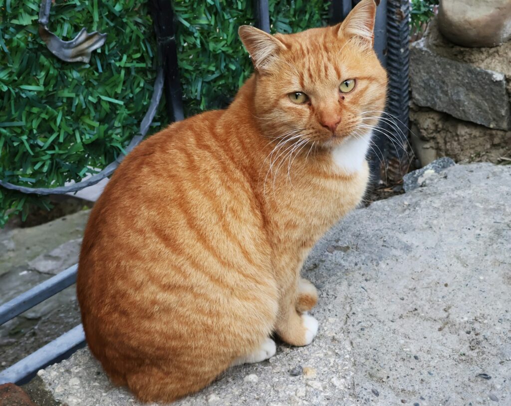 Orange tabby cat sits and stares at the camera.
