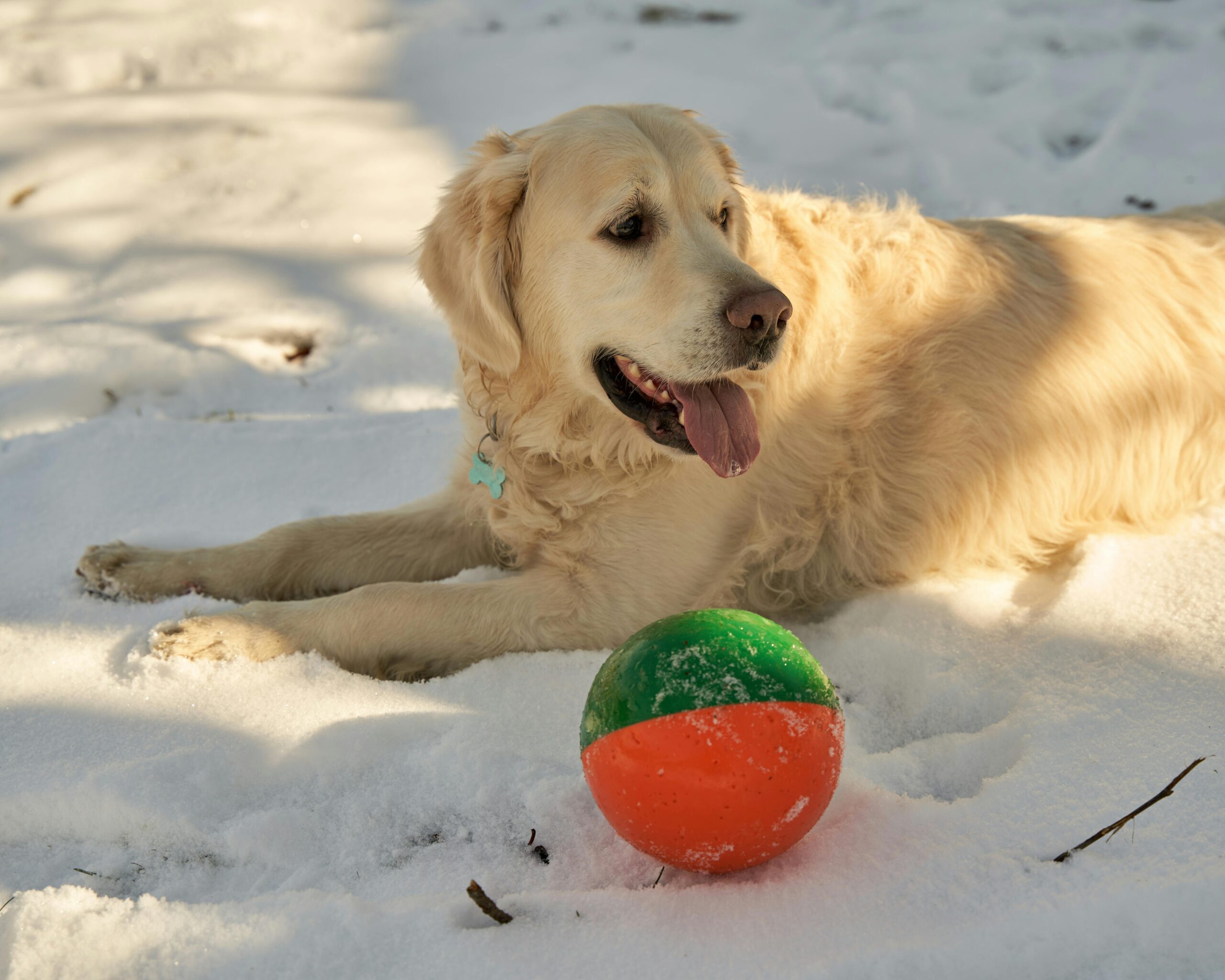 Free stock photo of animal, canine, cold weather